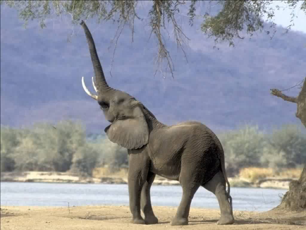 aaa-elephant.jpg